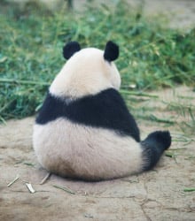 sad panda