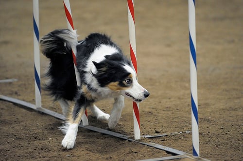 HMKC AKC Spring 2008 Agility Trial