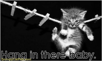 Hang in there kitty photo